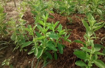 Stevia rebaudiana (G12) plants in field experiment. Photo: R.J. Debarba