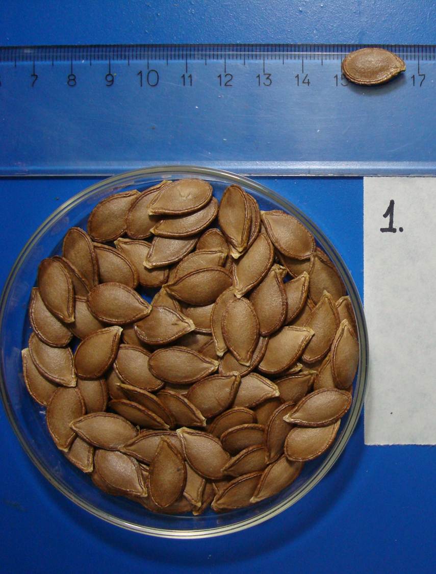 Brown seed, characteristic of the cultivar Unapal Abanico-75. Photo: M.P. Valdés-Restrepo