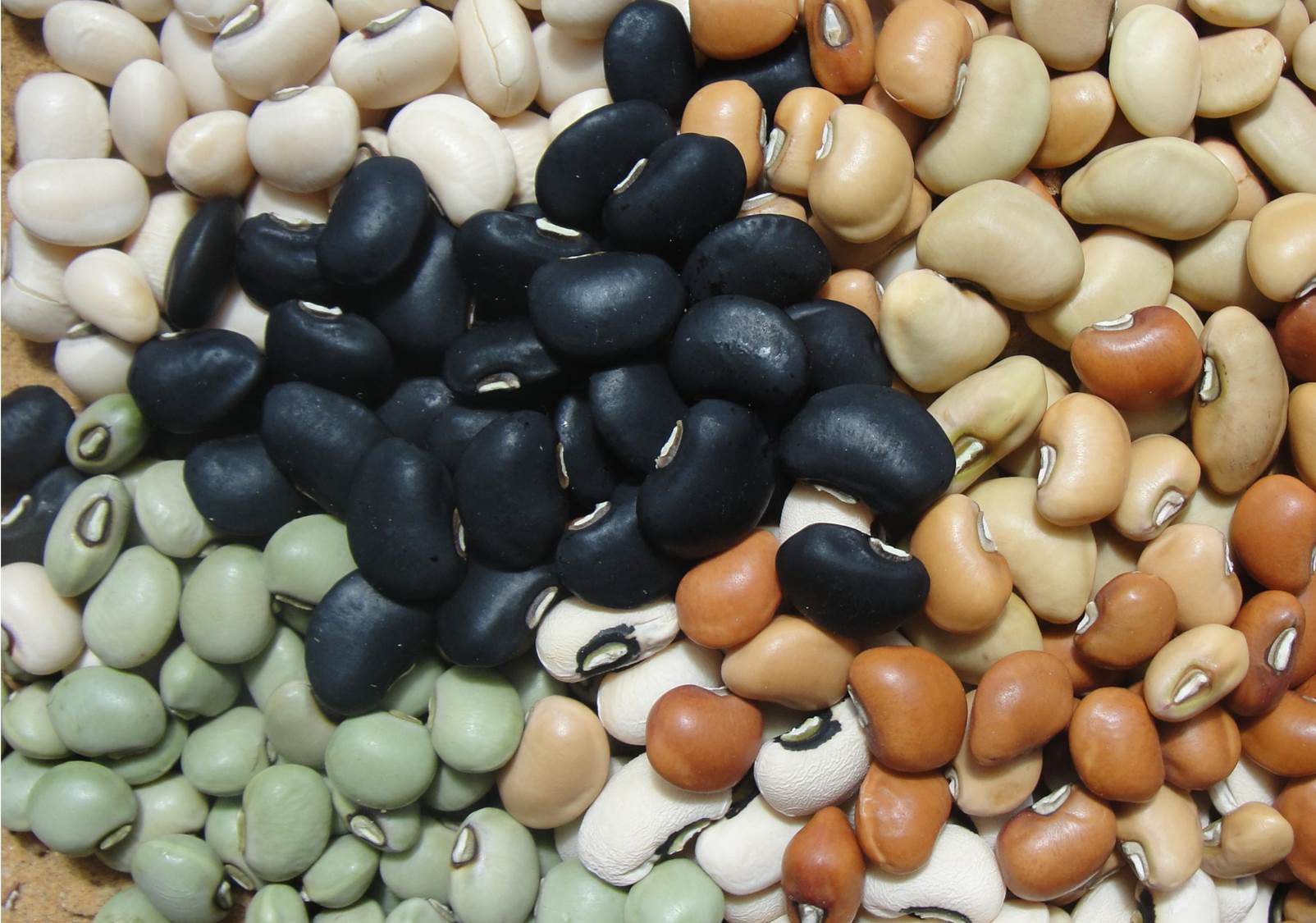 Diversity the cowpea cultivars. Photo: J.R.A. Barros