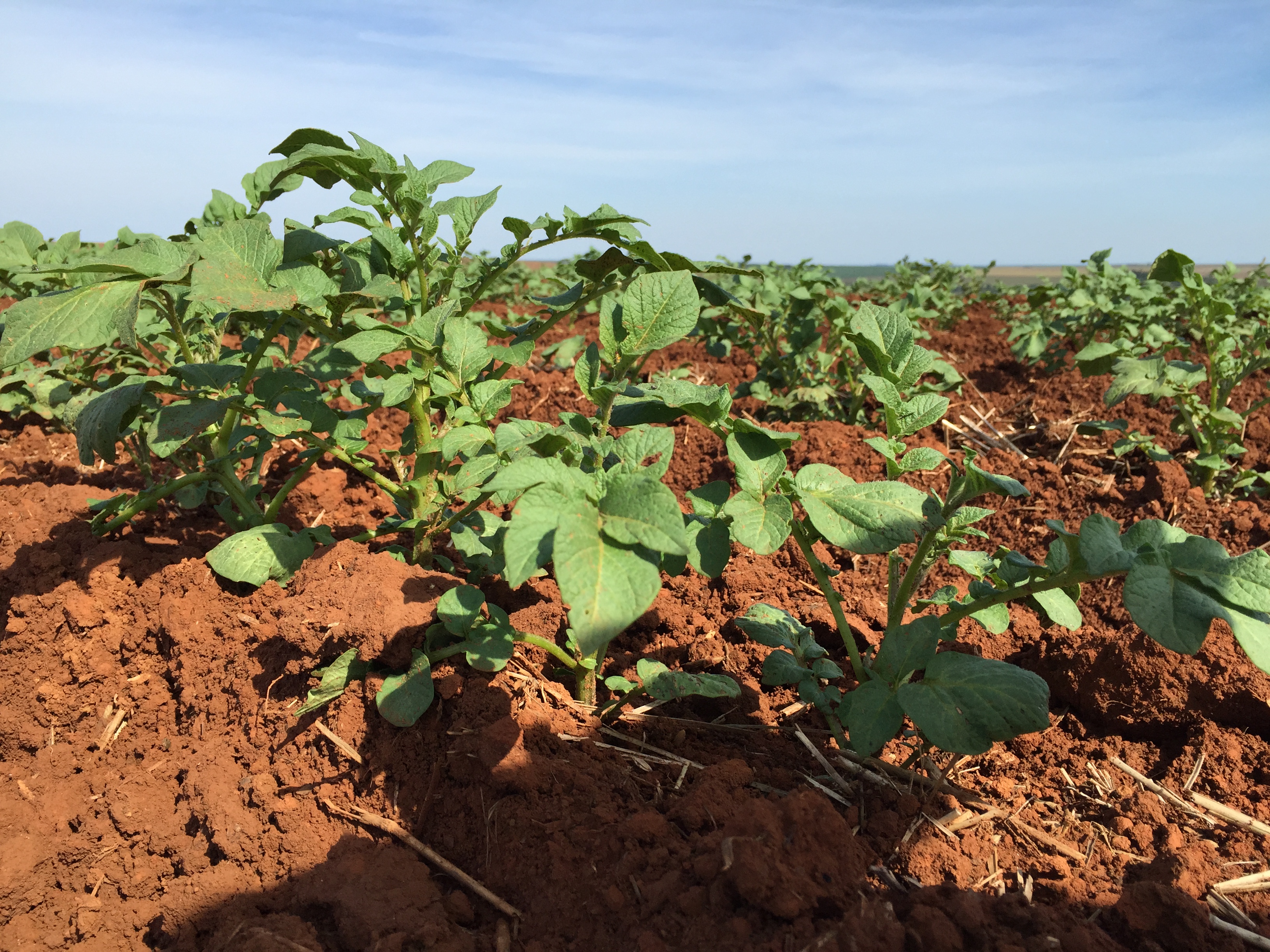 Potato production field.    Photo: F.F. Araújo