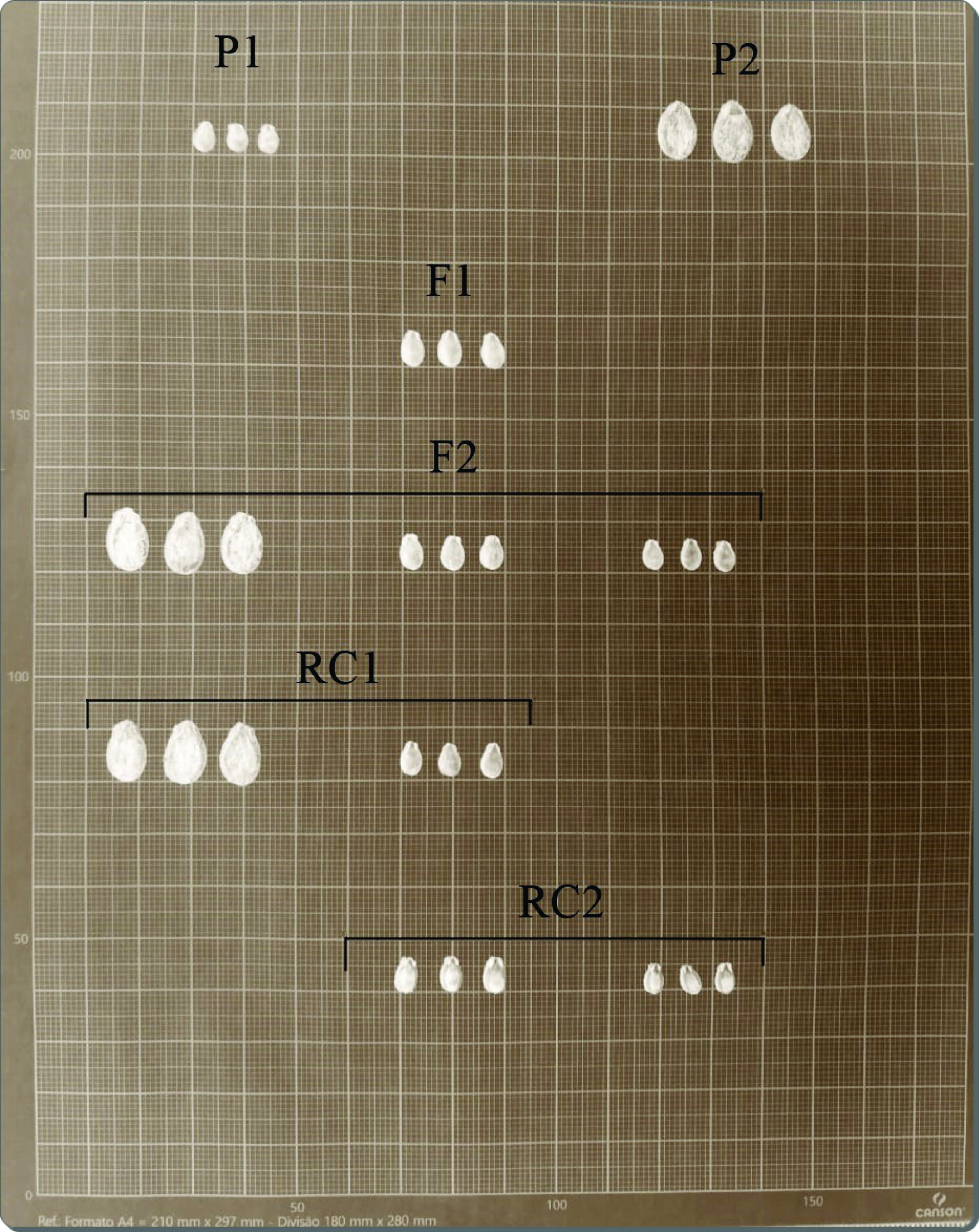 Seed phenotype in the studied populations.  Photo: T.L. Nascimento