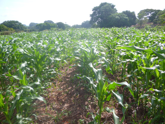 Experimental corn field. Photo: A.L. Giraldeli