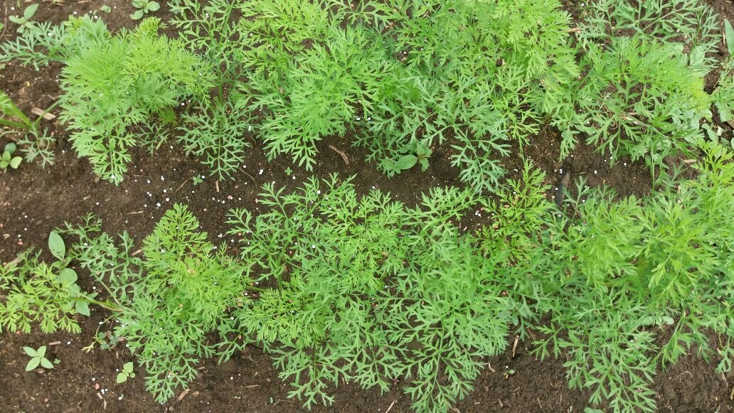 View of carrots in the field experiment. Photo: A.R.S. França