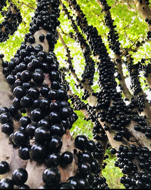 Fruiting of jabuticaba tree in the Brazilian Cerrado. Photo: L.R. Semensato