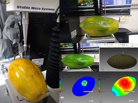 Firmness determination of papaya fruits and simulated with mechanical parameter models. Photo: G. Arrázola