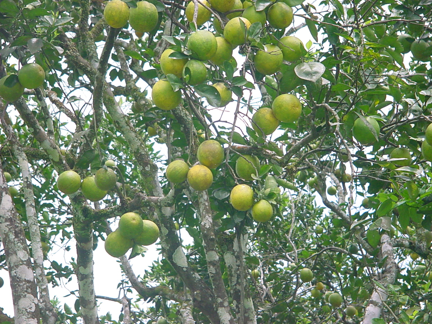 Adult cultivation of var. Valencia orange (Citrus sinensis L. Osbeck). Photo: J.A. Cleves-Leguízamo