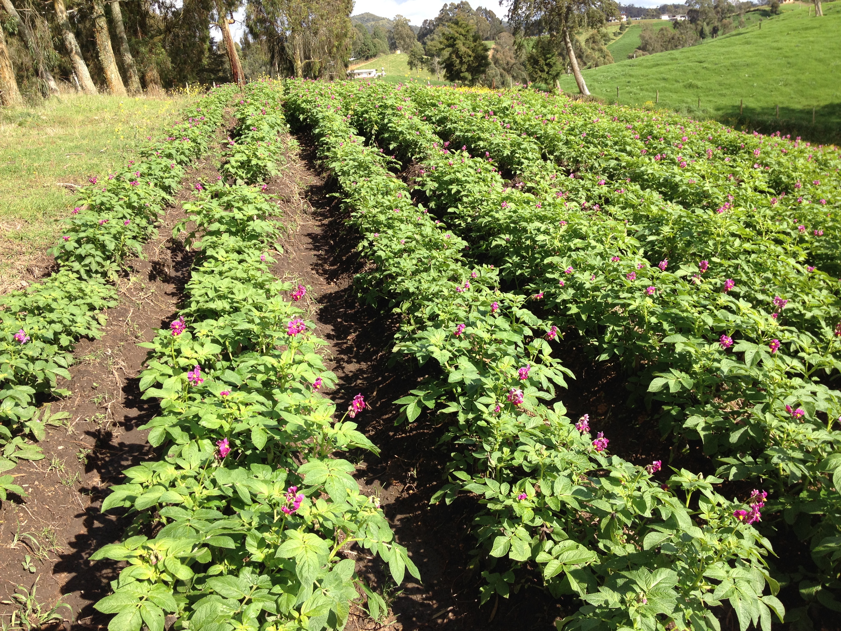 View of the experimental field at 60 days after planting. Photo: T.M. Saldaña-Villota