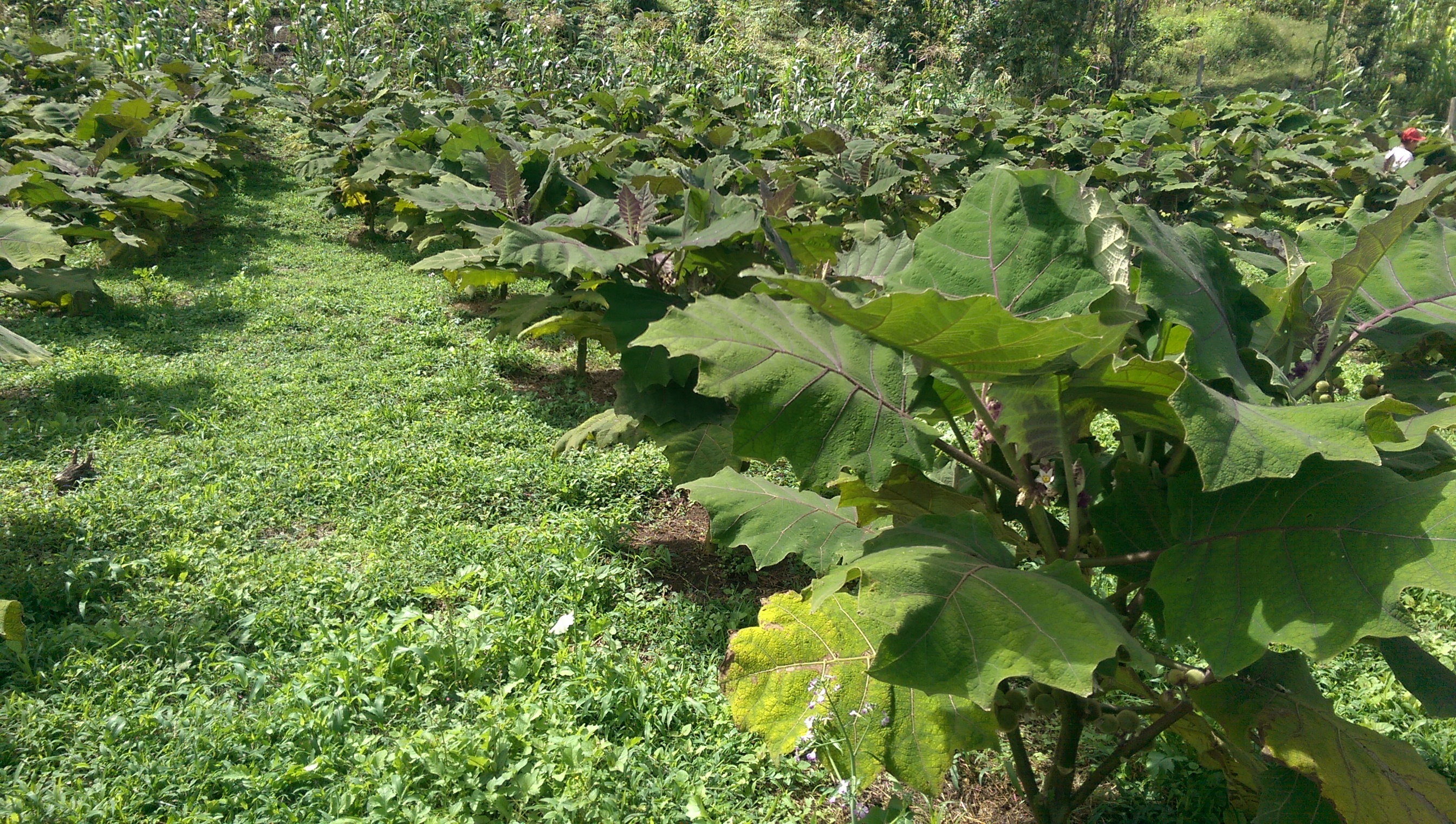 Lulo crop in La Union-Nariño (Colombia). Photo: D.E. Duarte