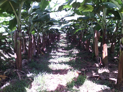 High density plantations of banana. Photo: Omar Nanclares