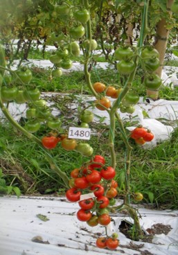 Cherry tomato IAC1621 (T. cereja German 12), form Brazil.  Photo: N. Ceballos-Aguirre