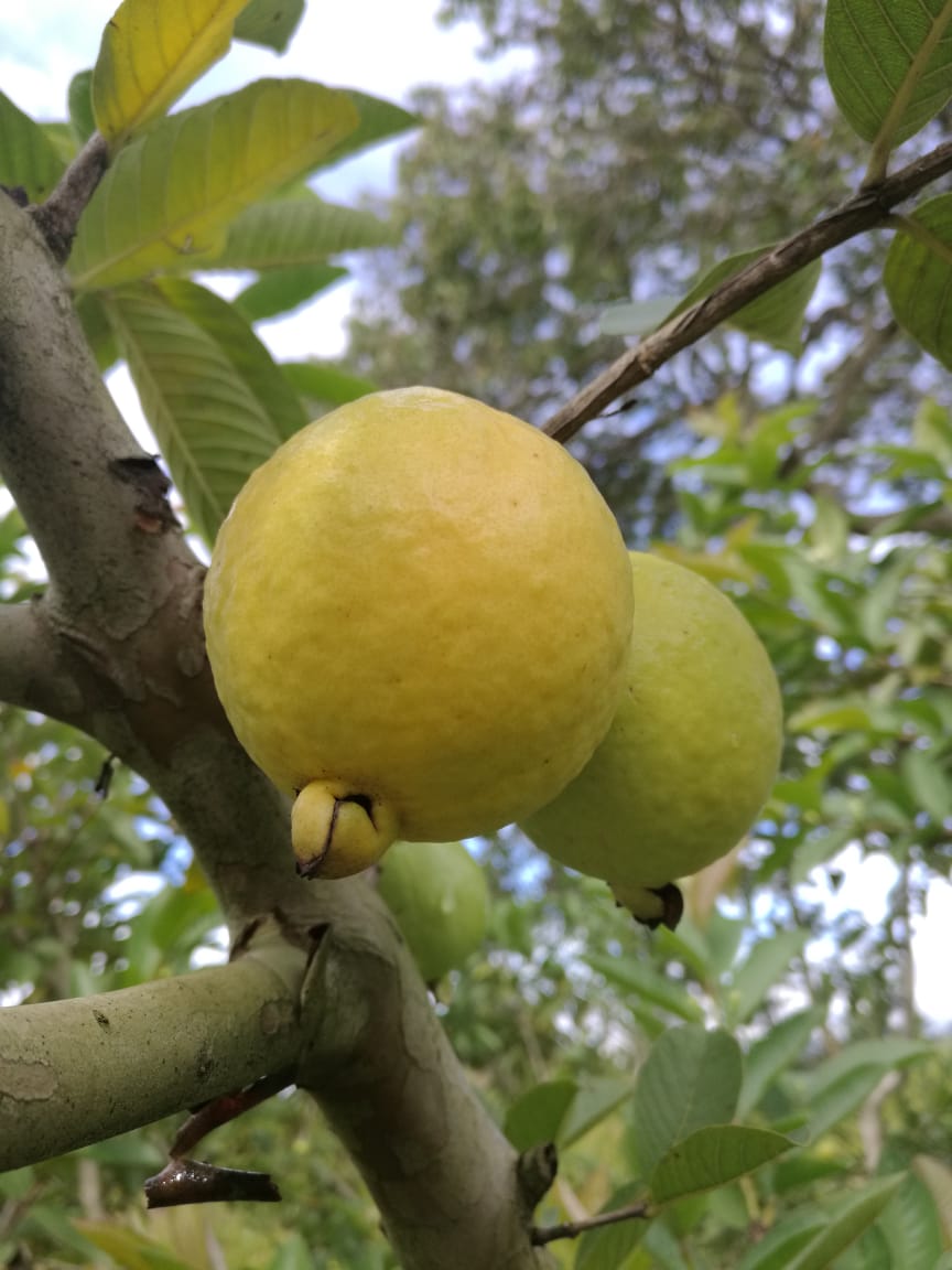 P. guajava L. cv ‘Regional Roja’ fruit. Photo: V.C. Pulido-Blanco