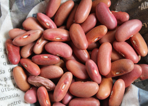 Seed pink of Zaragoza bean Photo: Agrosavia