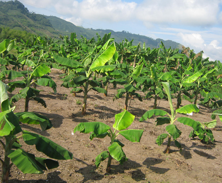 First symptoms of the effect of growth regulators on plantain. Photo: J.S. Arias-García