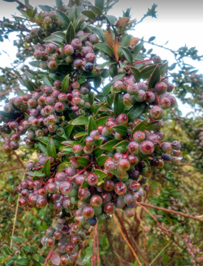Andean blueberry: “The coffee of the poorest” or "The coffee of the cold lands".  Photo: S. Quevedo-Rubiano