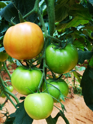 BBCH 71 First fruit cluster: first fruit has reached typical size and form. Photo: O.J. Córdoba-Gaona