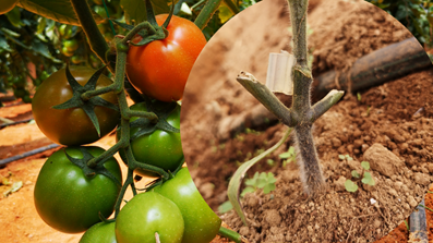 Tomato grafted plant. Photo: O.J. Córdoba-Gaona