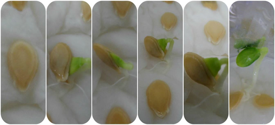 B. hispida seeds germination. Photo: A. Villalba-Soto