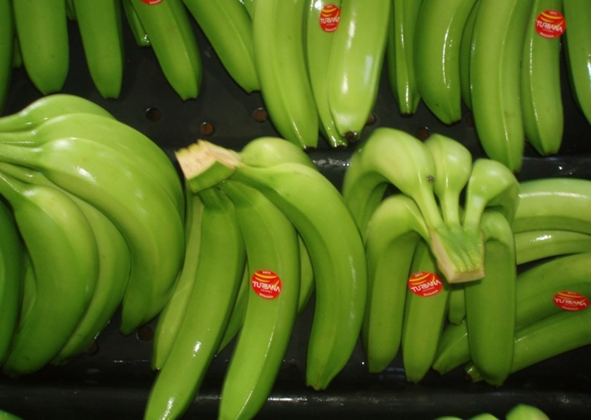 Banana fruits cv. Williams for export in the experiment camp of CENIBANANO (Carepa, Colombia). Photo: J. Torres-Bazurto