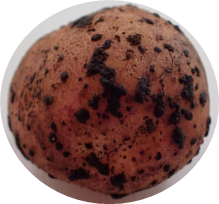 Tuber of Solanum tubersoum var. Red with black scurf caused by Rhizoctonia solani  Photo: B.L. Castro
