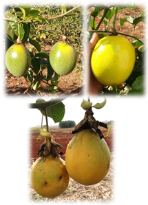 Fruits from a genotype of yellow passion fruit (left), the commercial cultivar of yellow passion fruit ‘FB 200’ (right), and a genotype of sweet passion fruit (down).  Photos: F.R. Gomes