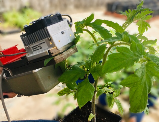 Photosynthetic rate analysis after development of tomato seedlings in shrimp residues. Photo: G.M.G. Dias