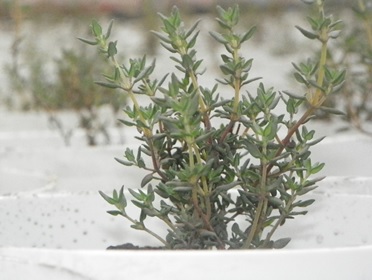 Experimental thyme plants.  Photo: R.A. Ramírez-Alvarado