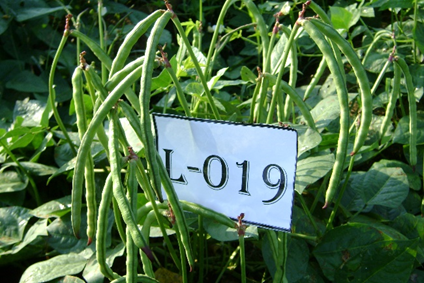 V. unguiculata, line L-019, pod formation. Photo: H. Araméndiz-Tatis