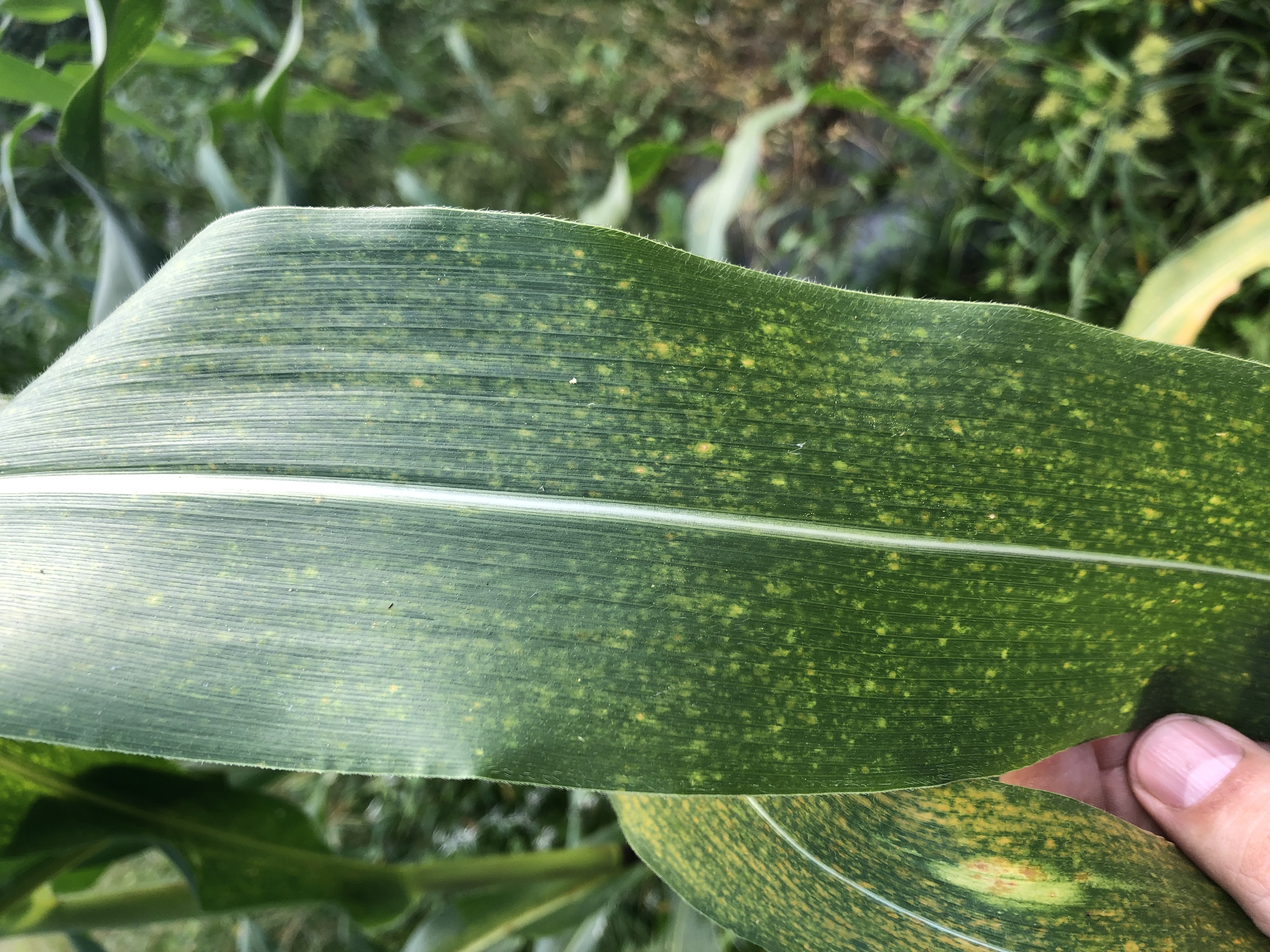 SCMV infected corn leaf. Photo: G. Chaves-Bedoya