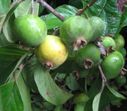 Fruits of Campomanesia lineatifolia. Photo: H.E. Balaguera-López