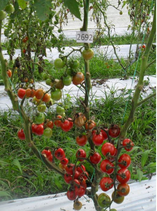 Cherry tomato LA2692, native to Peru.  Photo: N. Ceballos-Aguirre