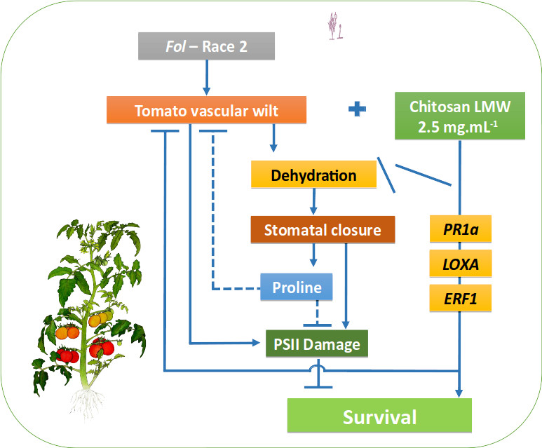 Model that describes the induction of resistance by chitosan in the tomato-Fol pathosystem.  Source: elaborated by the authors