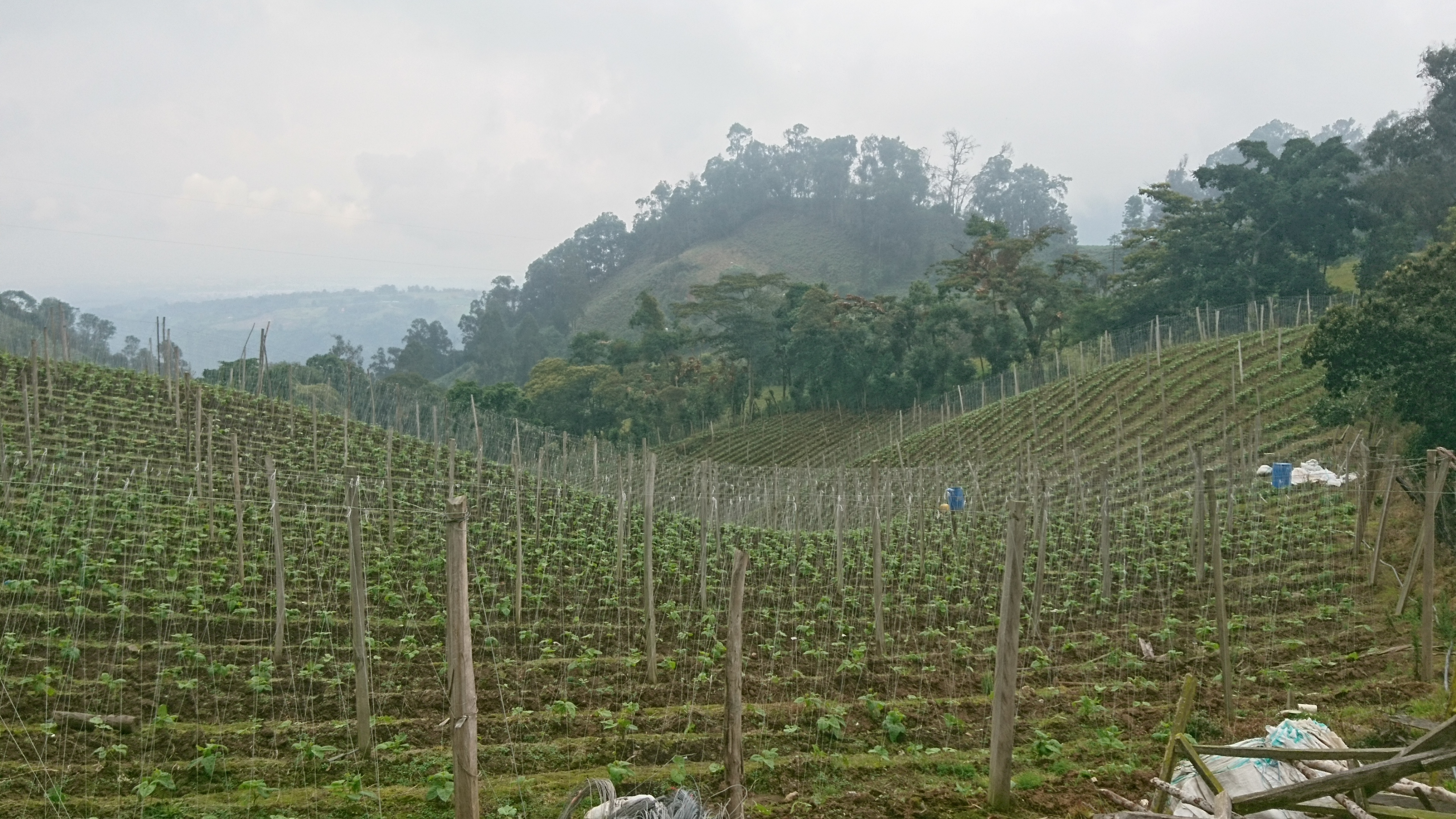 Pea crop in Fusagasuga (Colombia). Photo: D.A. Gómez-Latorre