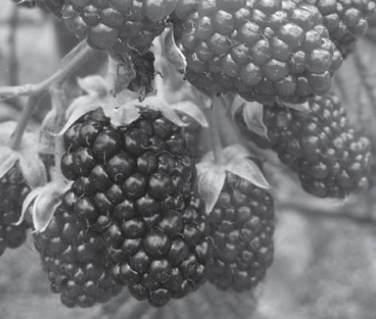 Indices De Crecimiento En Plantas De Mora Rubus Alpinus Macfad