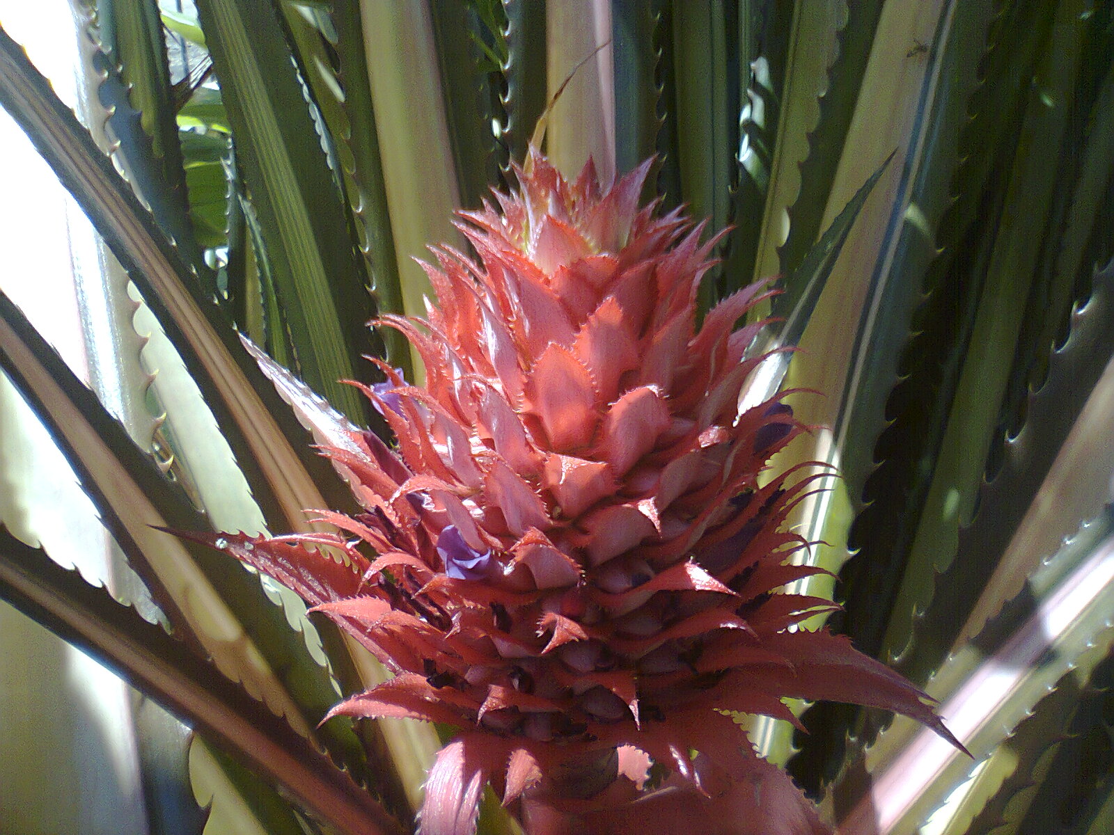 Ornamental pineapple cv. Vitória  Photo: A.B. Silva