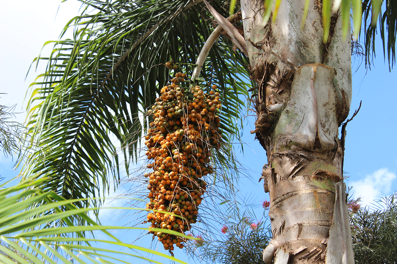 Syagrus romanzoffiana under conditions of Brazilian Cerrado. Photo: L.M. Nascimento