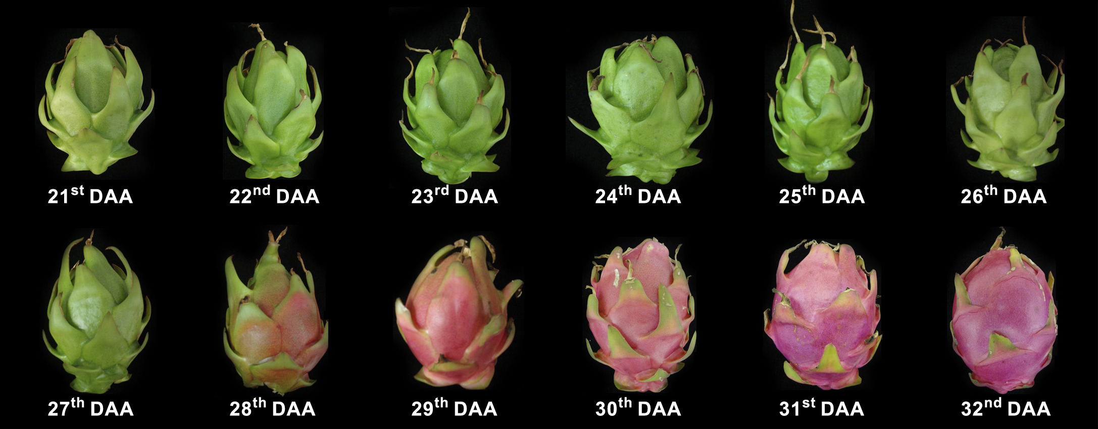 Physiological maturity of pitaya fruits Photo: T.A. Ortiz