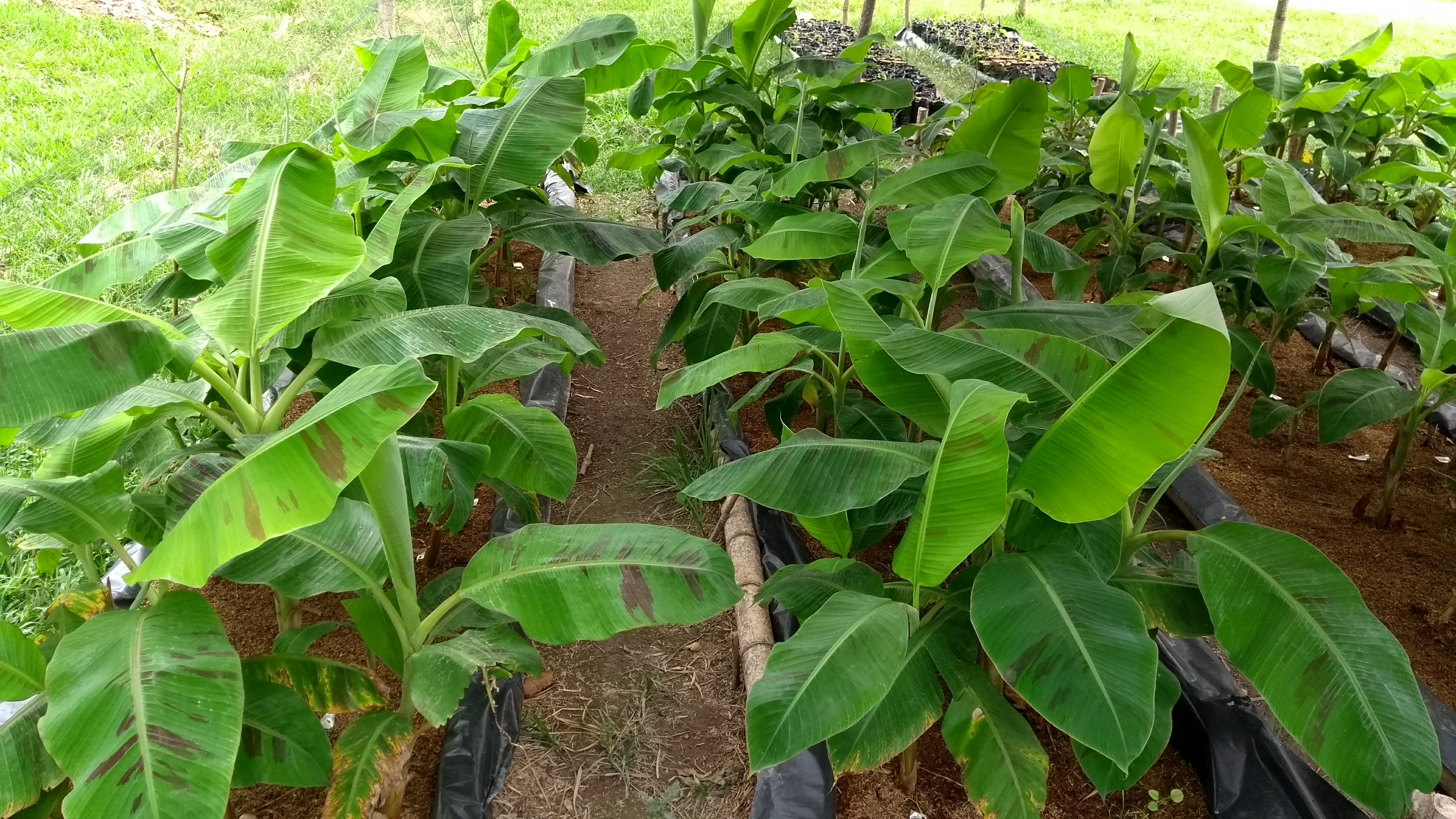 ‘Hartón’ plantain plants in greenhouse. Granada (Colombia).  Photo: D. Mateus-Cagua