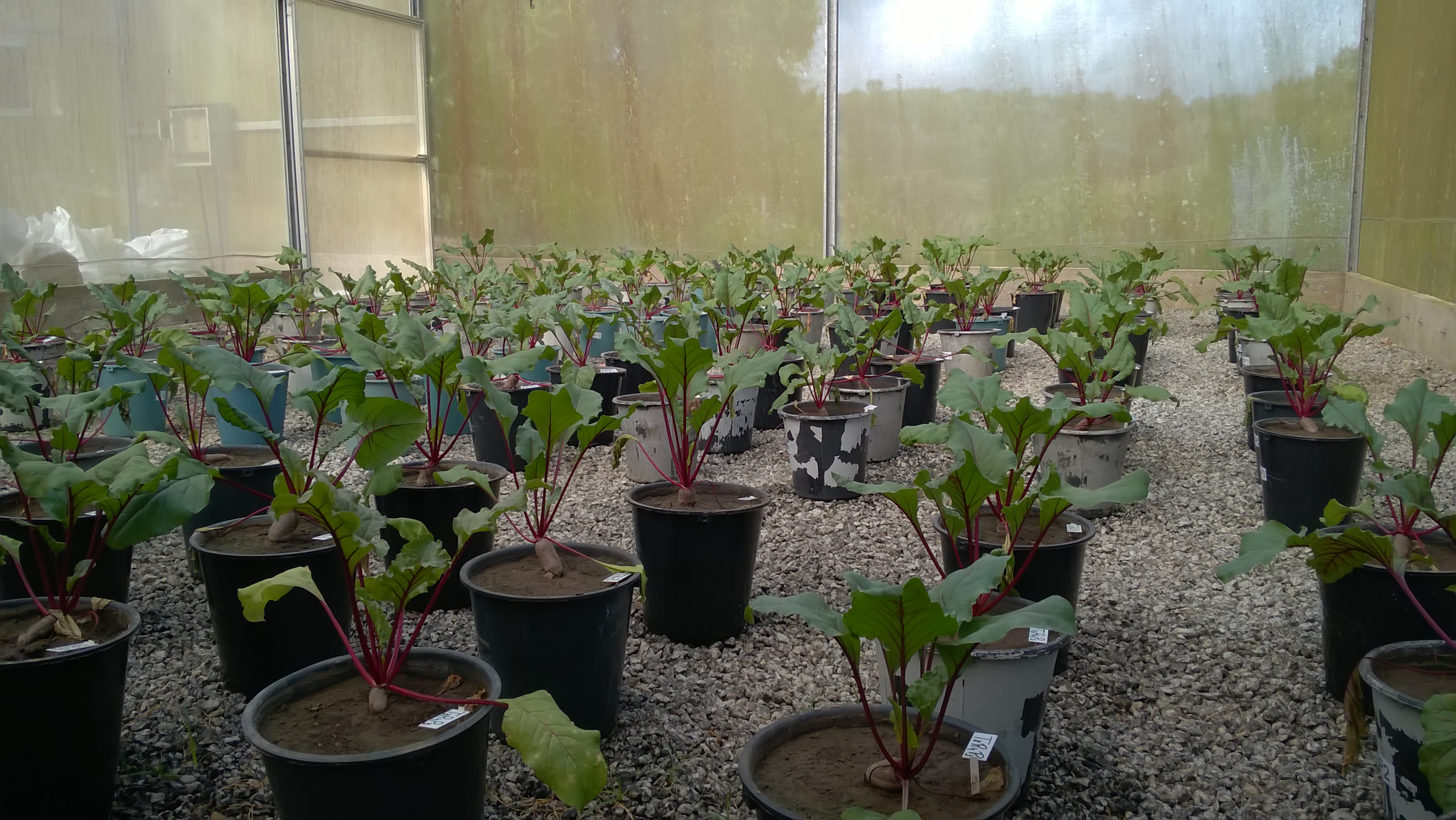 Beet experiment view. Photo: M.L.M. Véras