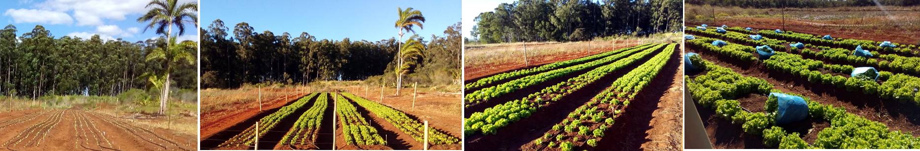 Experiment lettuce plant growth. Photo: J.L.R. Torres