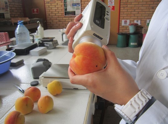 Effect Of 1 Methylcyclopropene And Ethylene On The Physiology Of Peach Fruits Prunus Persica L Cv Dorado During Storage Revista Colombiana De Ciencias Horticolas