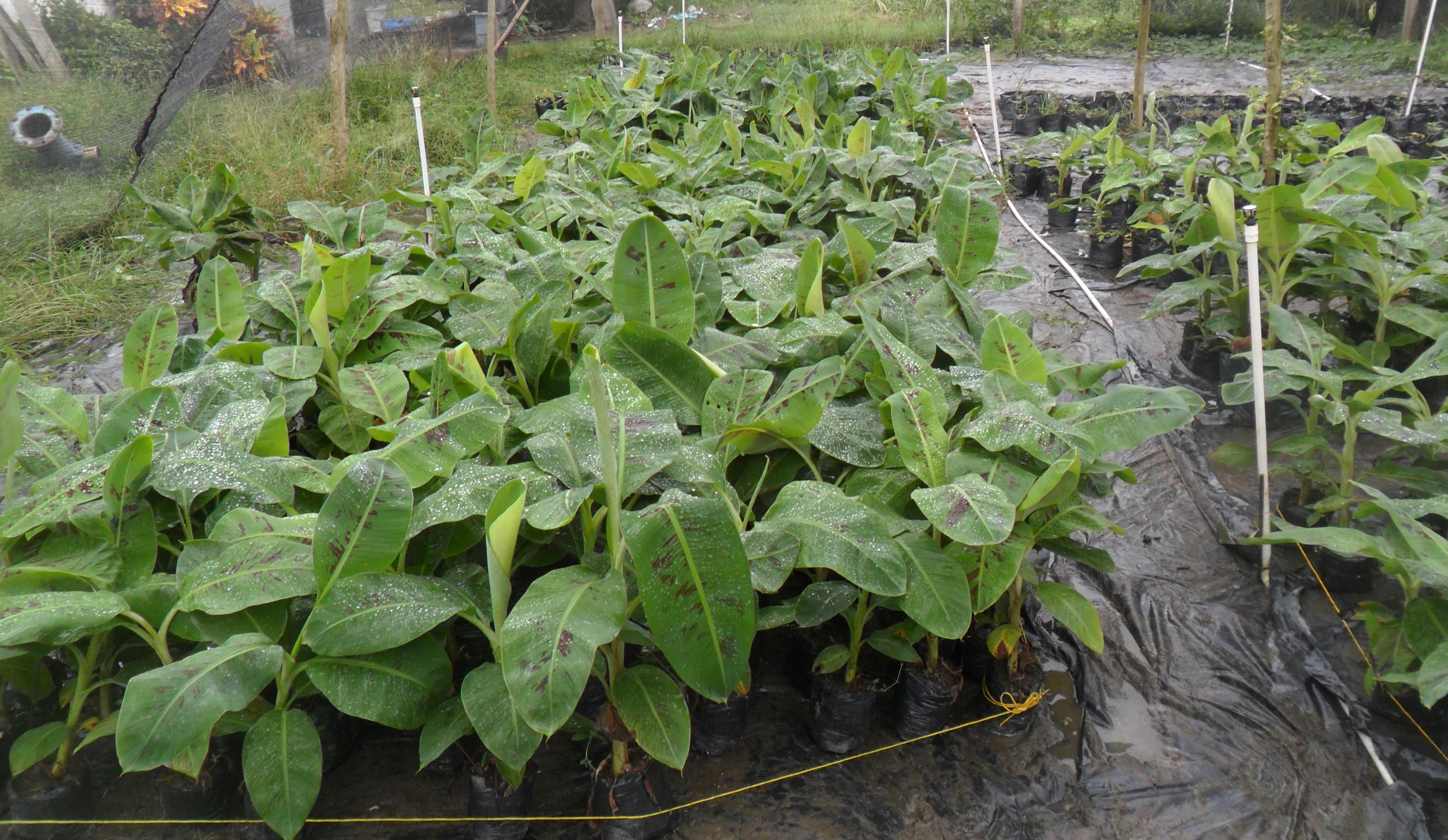 Banana plantlets grown in nursery before field experiment with cytokinin applications Photo: L.G. Schiller