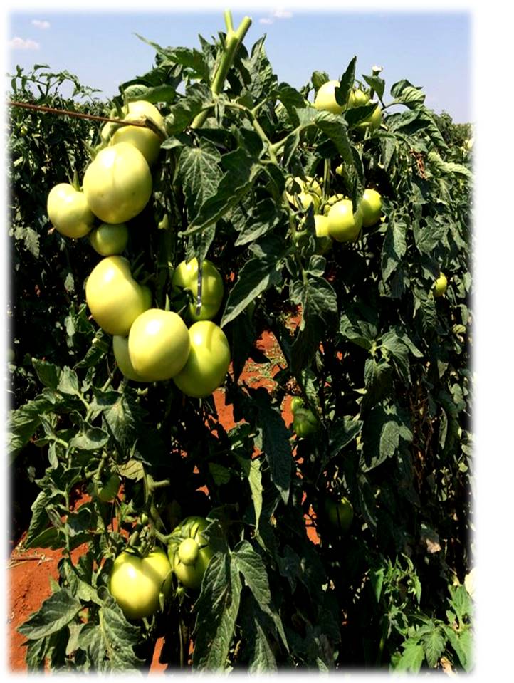 Tomato plant of experiment. Photo: I.S. Pereira