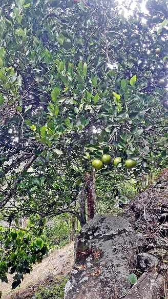 Árbol de Citrus reticulata Blanco. Photo: M.J. Toloza and I. Sánchez