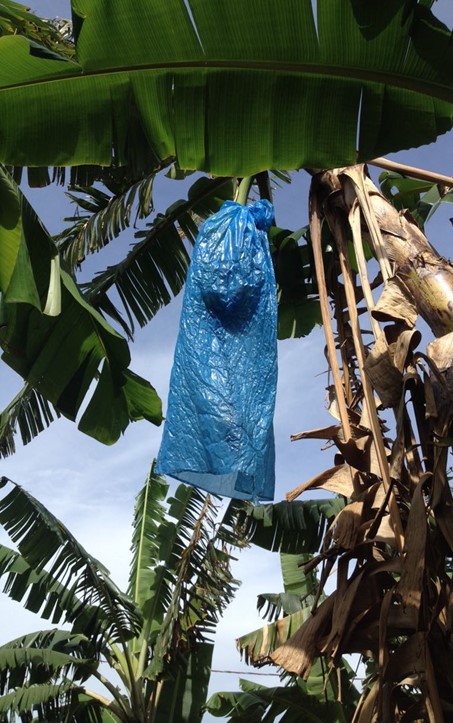 ‘BRS Conquista’ banana bunch bagged with blue polyethylene. Photo: R.C. Martins