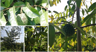 Annonaceae fruit species.  Photos: A.-I. Giraldo-Rivera