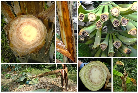 Symptoms of bacteriosis and moko of plantain in the department of Cundinamarca (Colombia). Photo: L.G. Bautista-Montealegre, S.D. García-Guzmán and M.M. Bolaños-Benavides