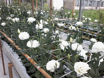 Lisianthus production in substrate and recirculation of the nutrient solution. Photo: D. Höhn