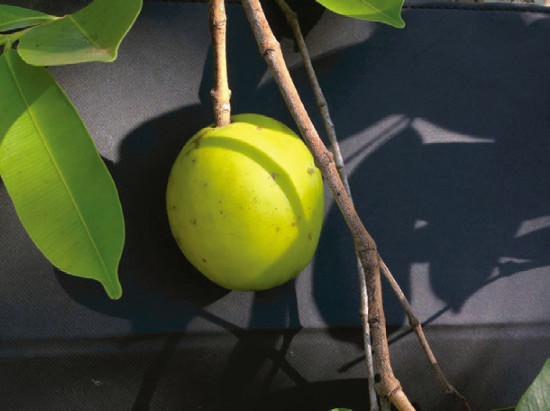 Fruit of Harconia speciosa. Photo: A.P. Silva Siqueira