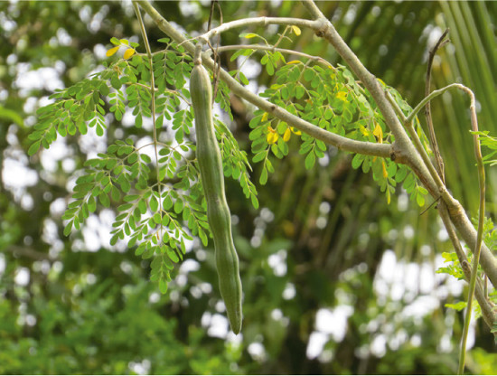 Genetic Diversity Of I Moringa Oleifera I Lam In The Northeast Of Colombia Using Rams Markers Revista Colombiana De Ciencias Horticolas