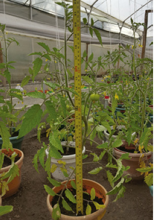 Plantas de tomate chonto sometidas a diferentes concentraciones de NaCl. Foto: T.M. Saldaña